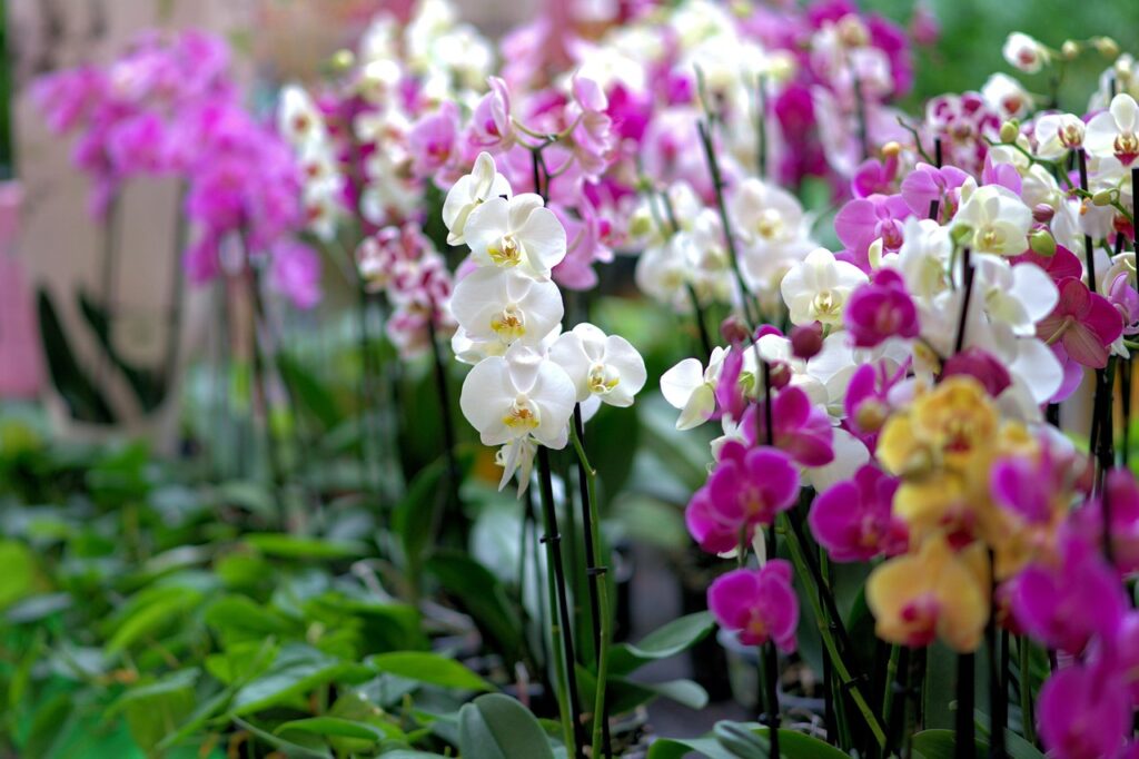 orchid